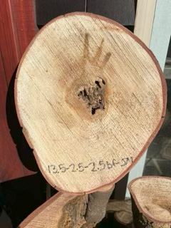 Spalted Maple